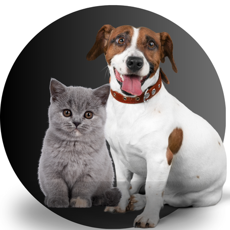 Productos para Pet